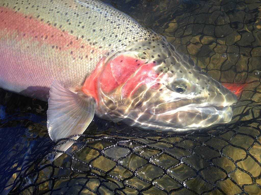 %Fiskerejser efter Laks, ørred og stør% Fiskerejse Vinter steelhead i kitimat og chilliwack